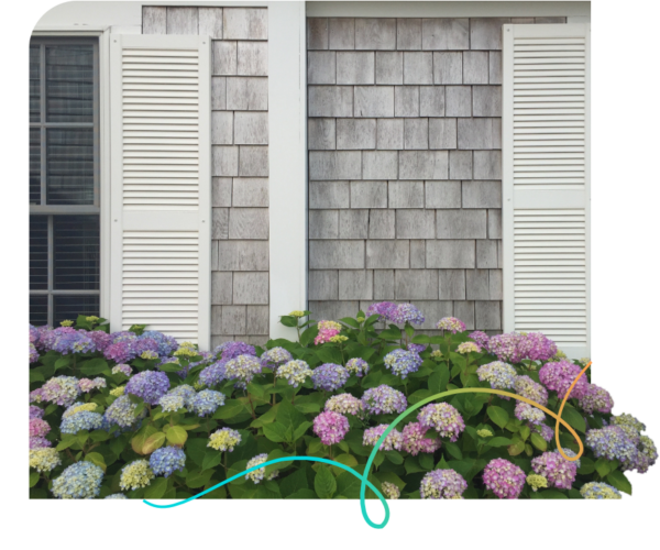 Old Cape Cod style house with purple hydrangeas